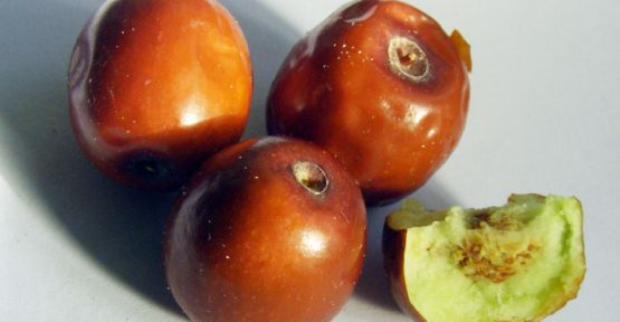 Çin hurması olarak da bilinen hünnap meyvesi