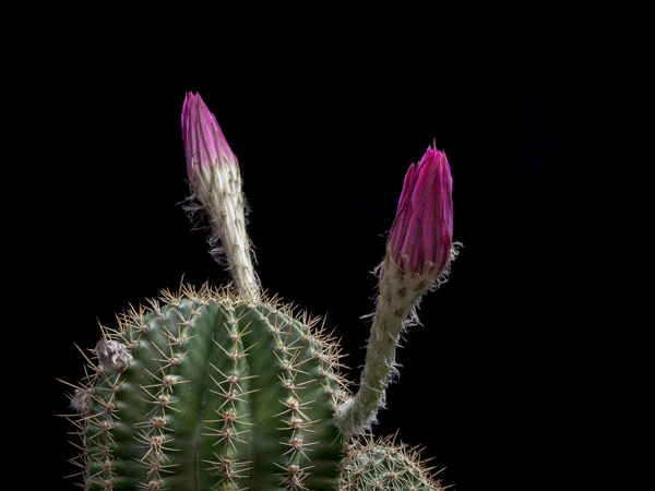 kaktus-cicegi