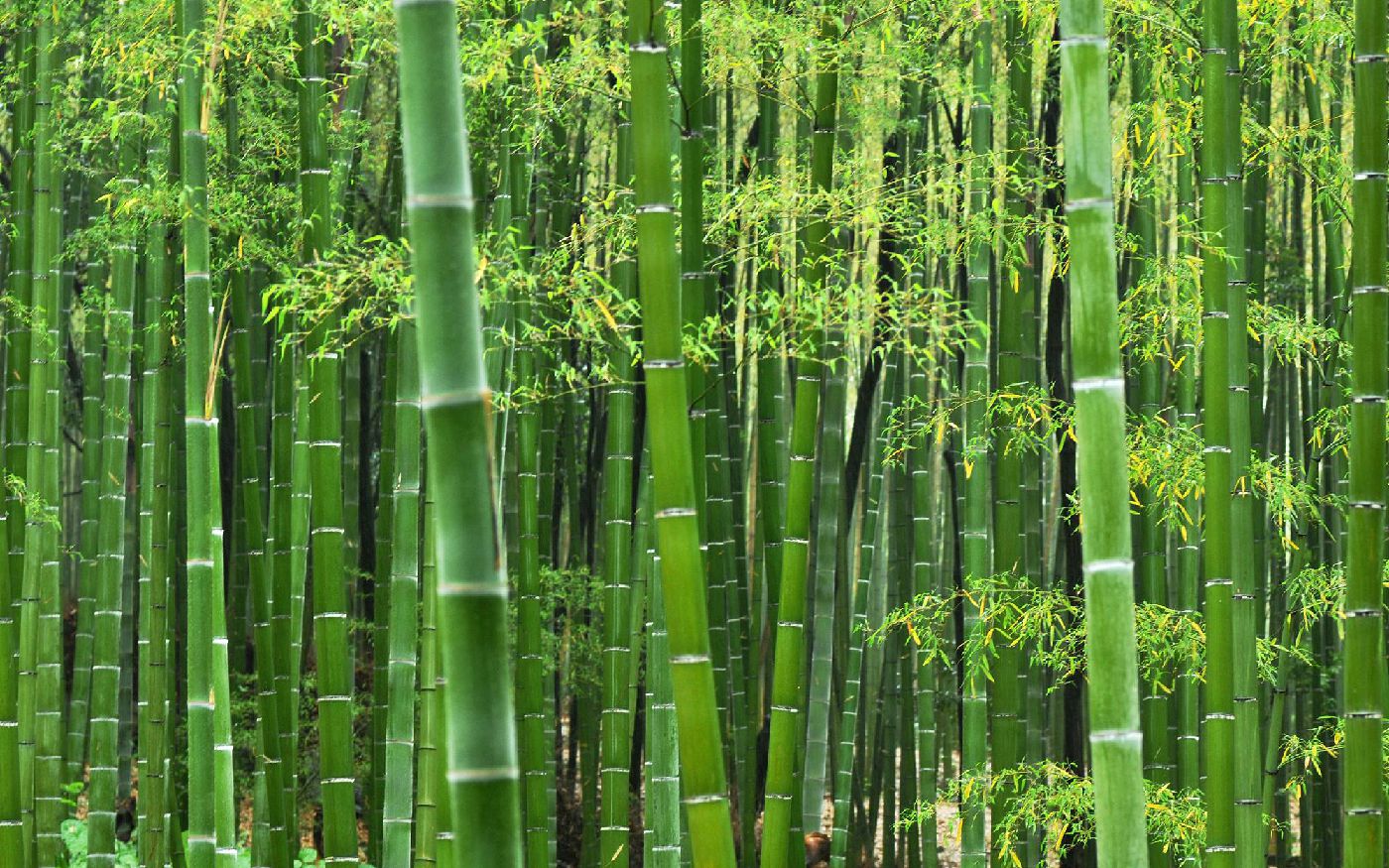 Bambu çiçeği nasıl yetiştirilir ve bakımı nasıl yapılır
