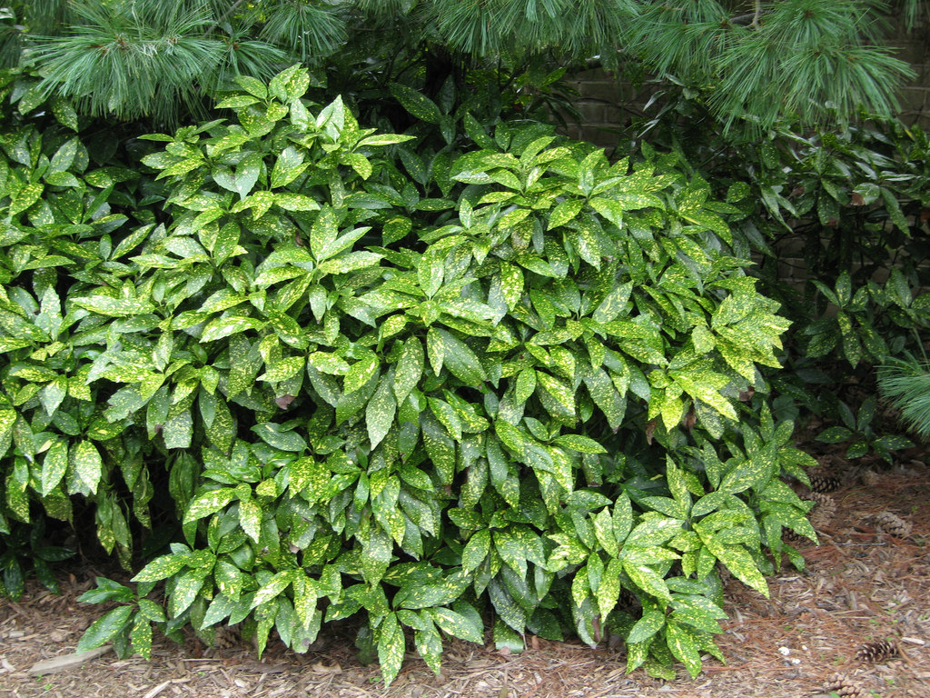 Aucuba japonica diğer adı Variegata bitkisi