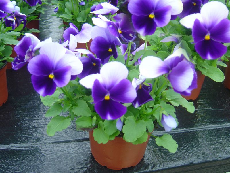 Viola yetiştiriciliği ve bakımı
