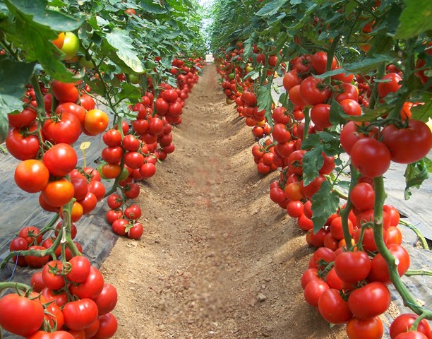 Balkon veya bahçede domates yetiştirmek