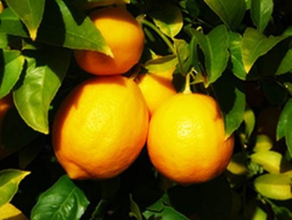 Limon yağı faydaları