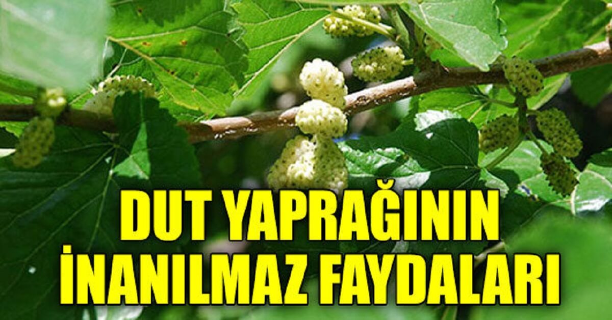 Dut-Yapraginin-Faydalari