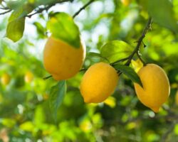 Limon ve faydaları