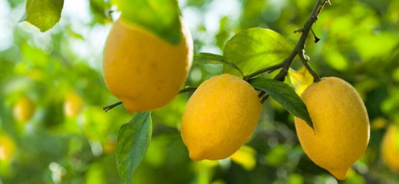 Limon ve faydaları
